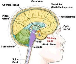 Pineal and Pituitary Glands