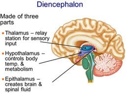 Diencephalon