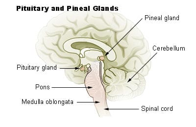 The Pineal Gland location