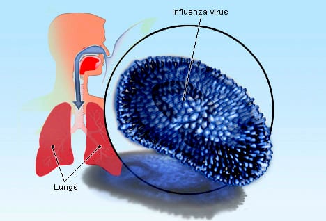 Influenza virus