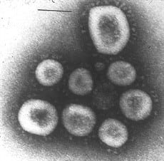 Corona Virus