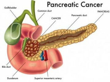 Main Function Of The Pancreas - Choose Your Life Style