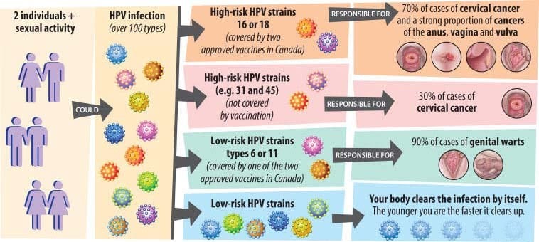 HPV Transmission