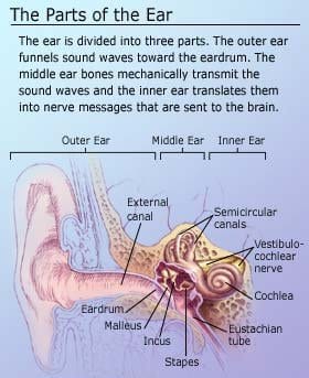 Parts of the ear