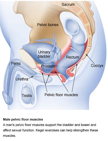 Male pelvic floor exercises