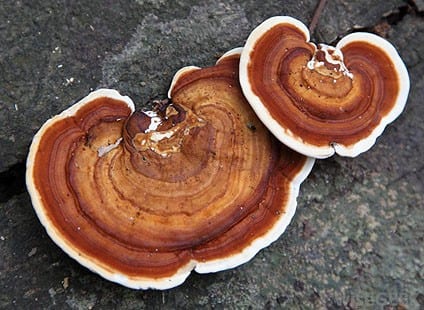 Image of Reishi mushroom