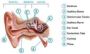 Hearing loss signs symptoms, parts of the ear