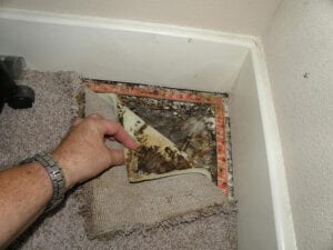 Toxic mold under carpet